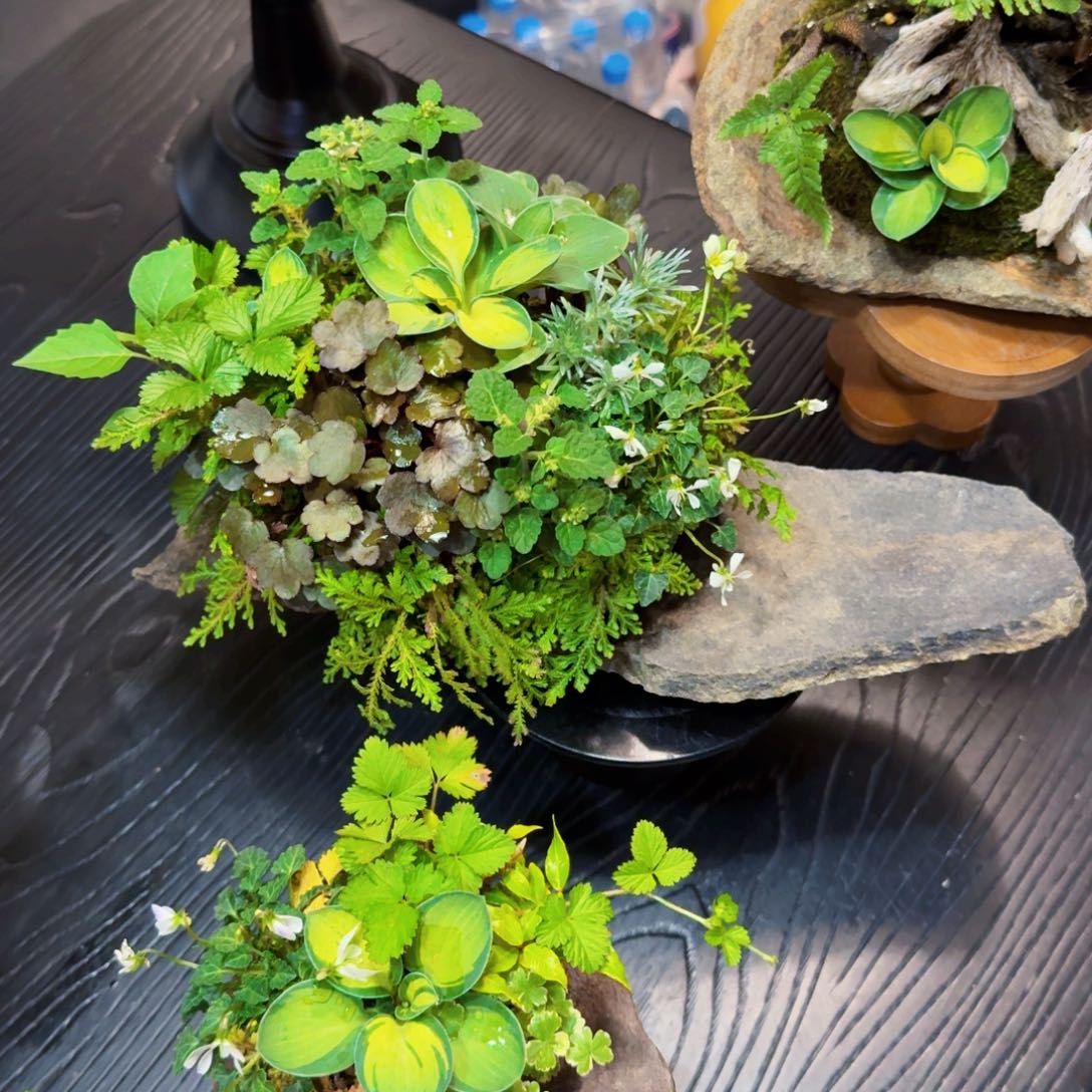 日本鞍马石山野草