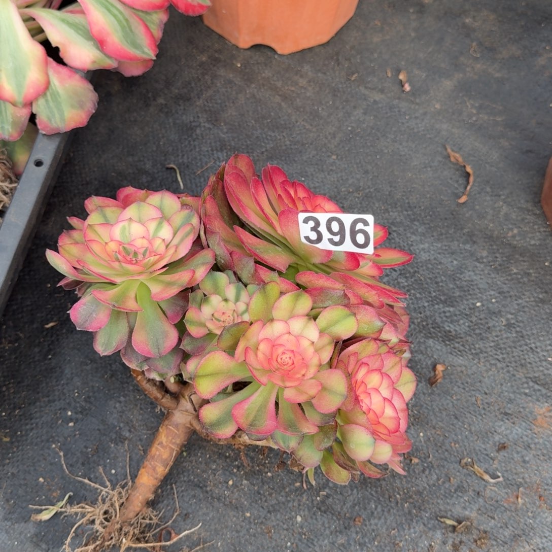 396多肉植物荔枝有砍特价