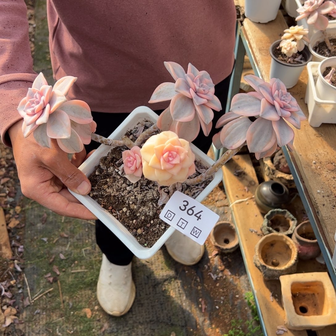 364多肉植物纤维维生素