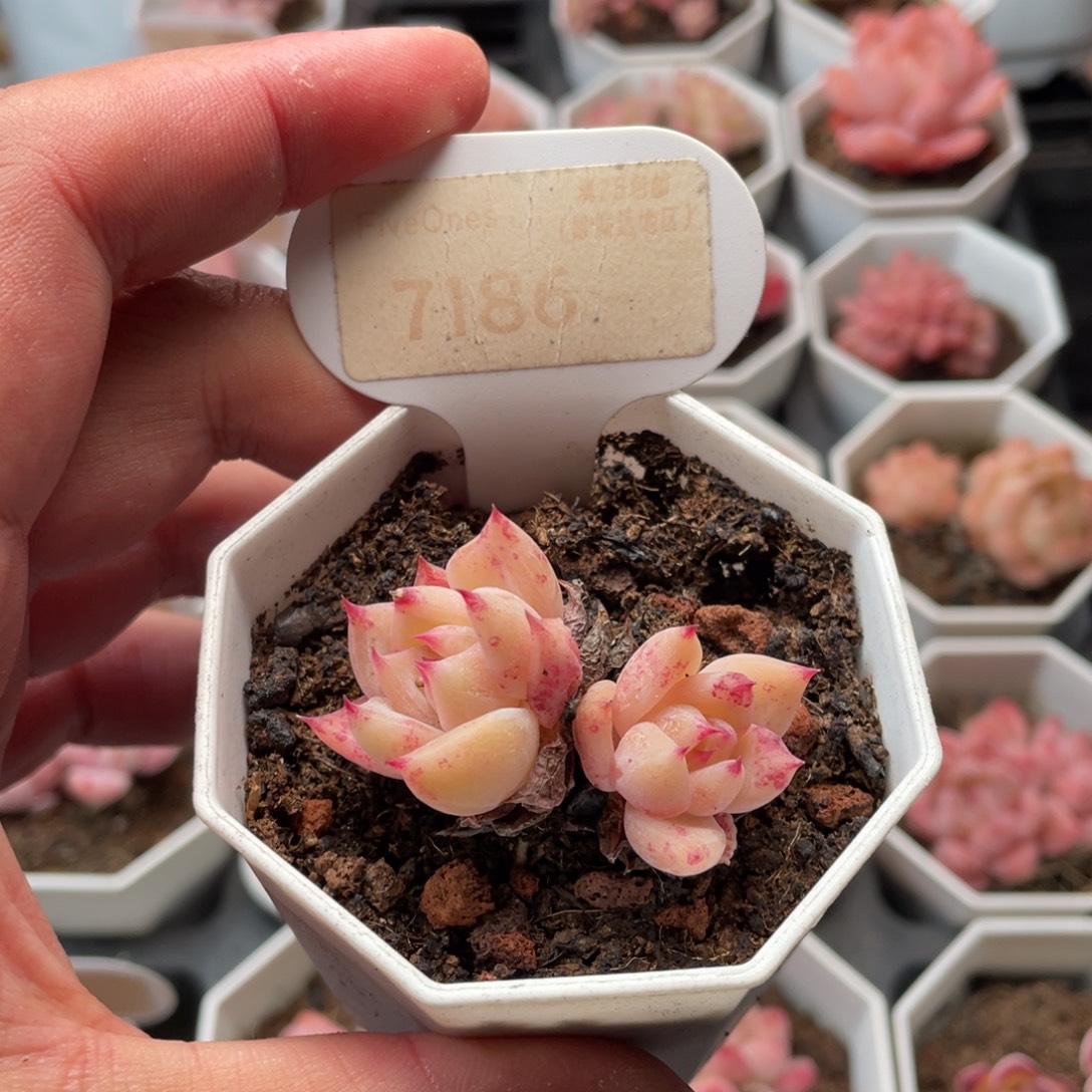 白拉糖7186-4.5厘米