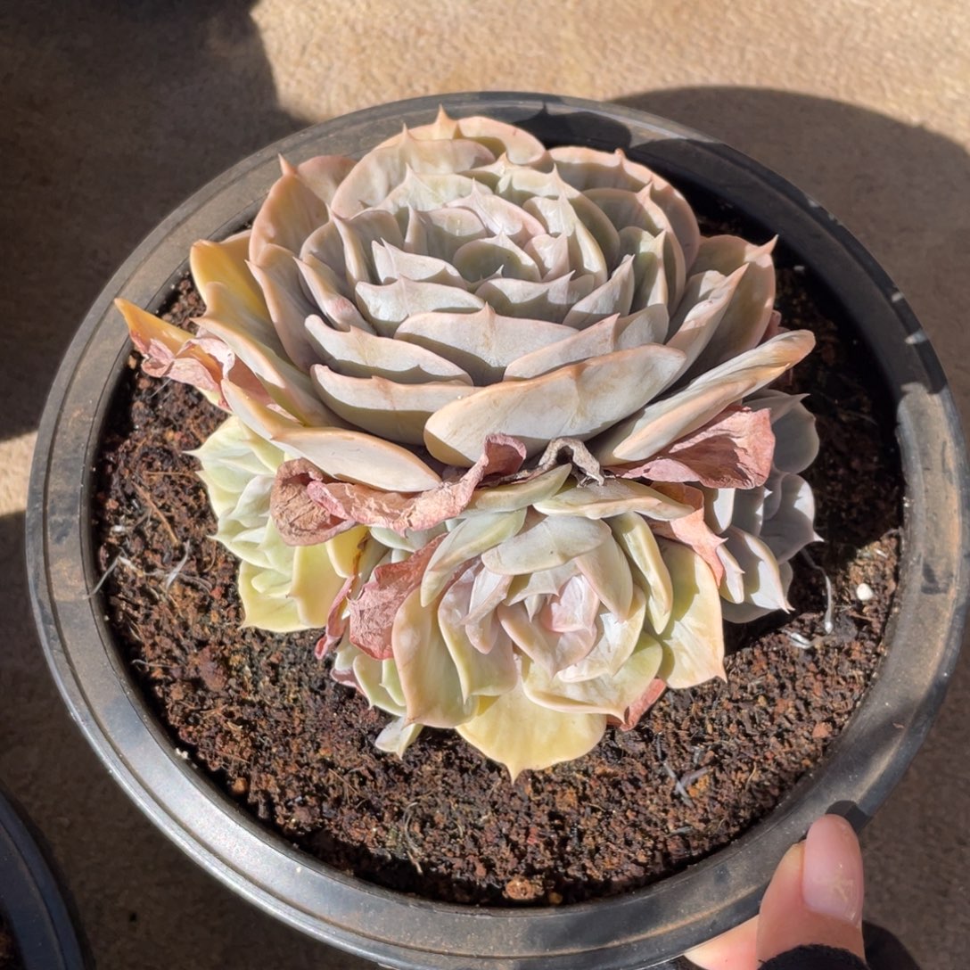 双子座石化冠幅12 公分一物一拍