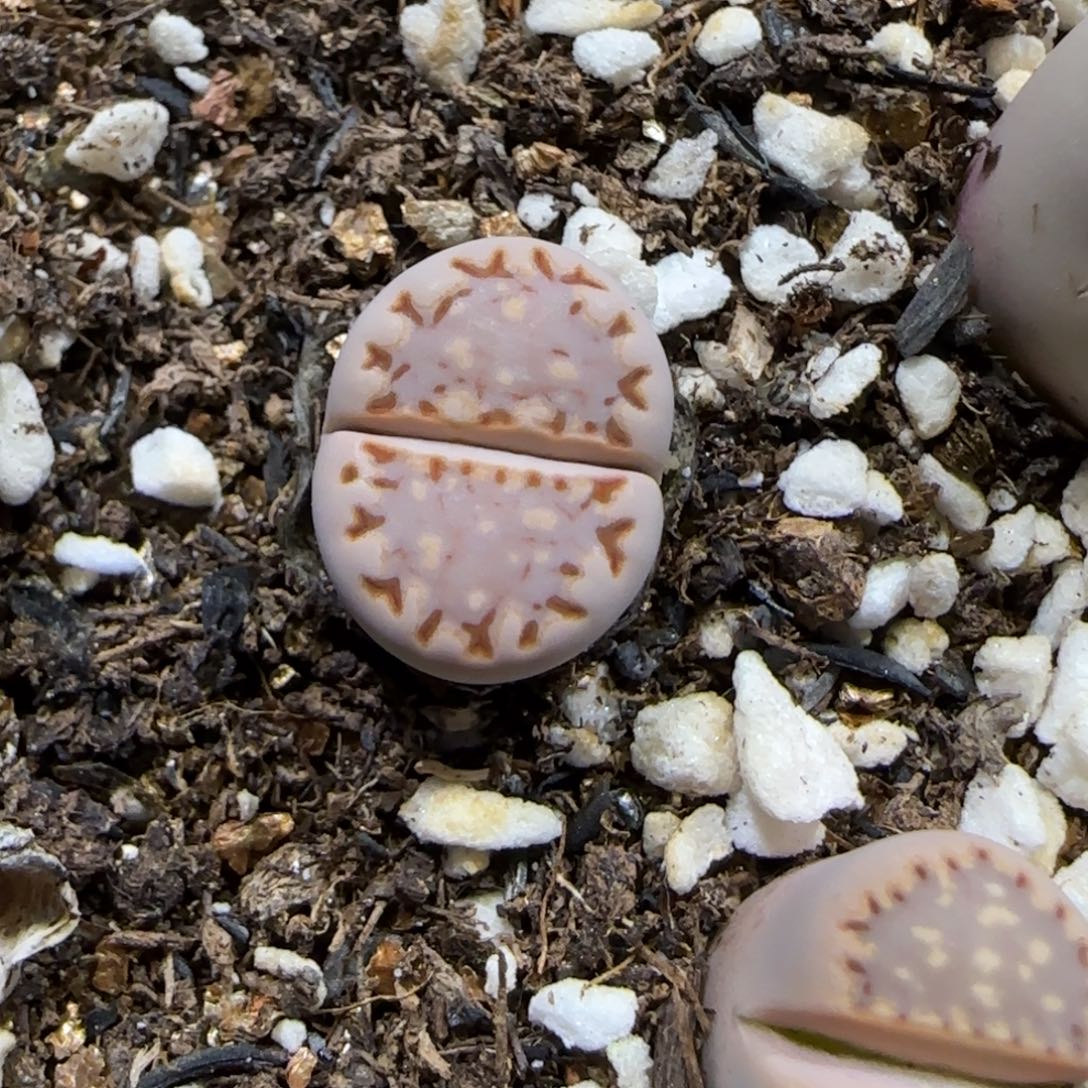 12.8。   ken饼干。  2027