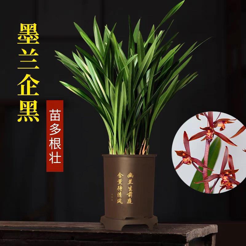 金华山兰花墨兰带盆浓香型兰花苗正品墨兰兰草客厅花卉净化空气