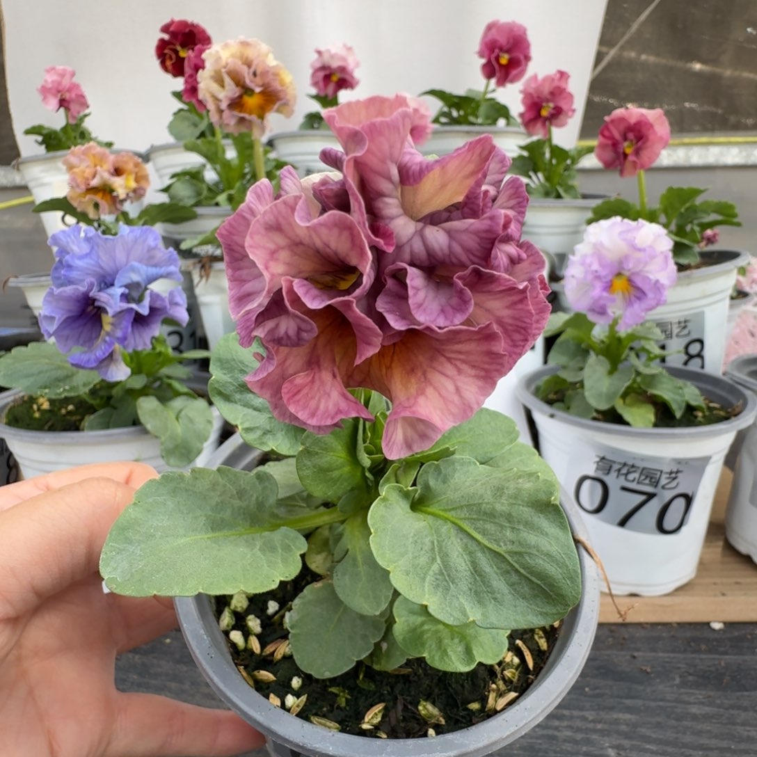 无花朵078号角堇