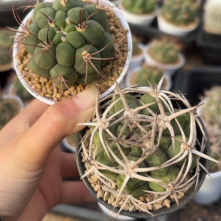 碧岩玉万象盆➕新世界组合