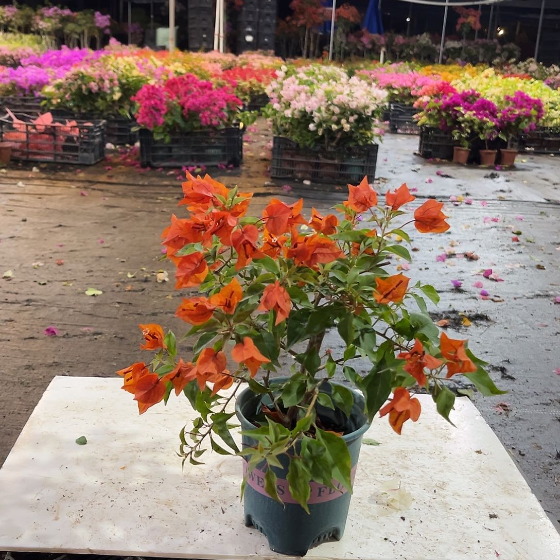 大部分花苞少量开放红桑巴掌中宝一颗