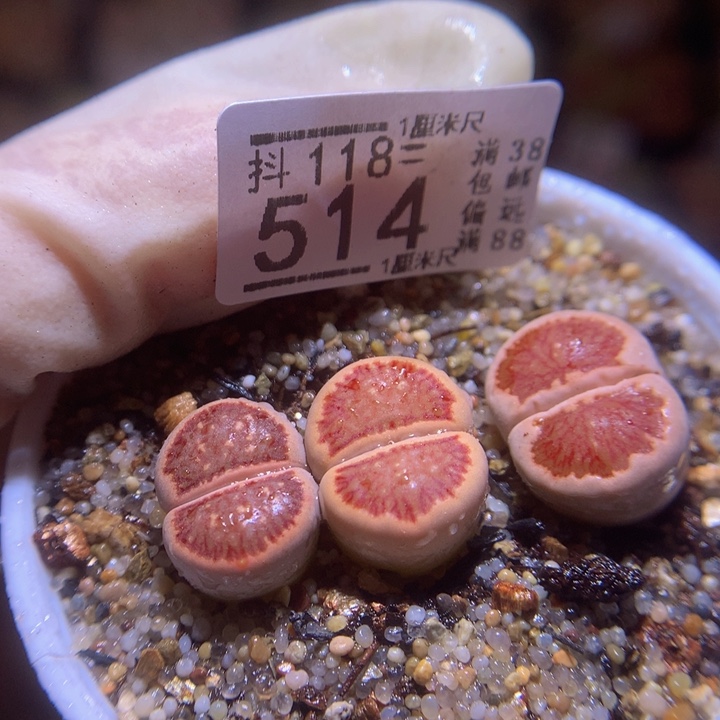 精品生石花118.514