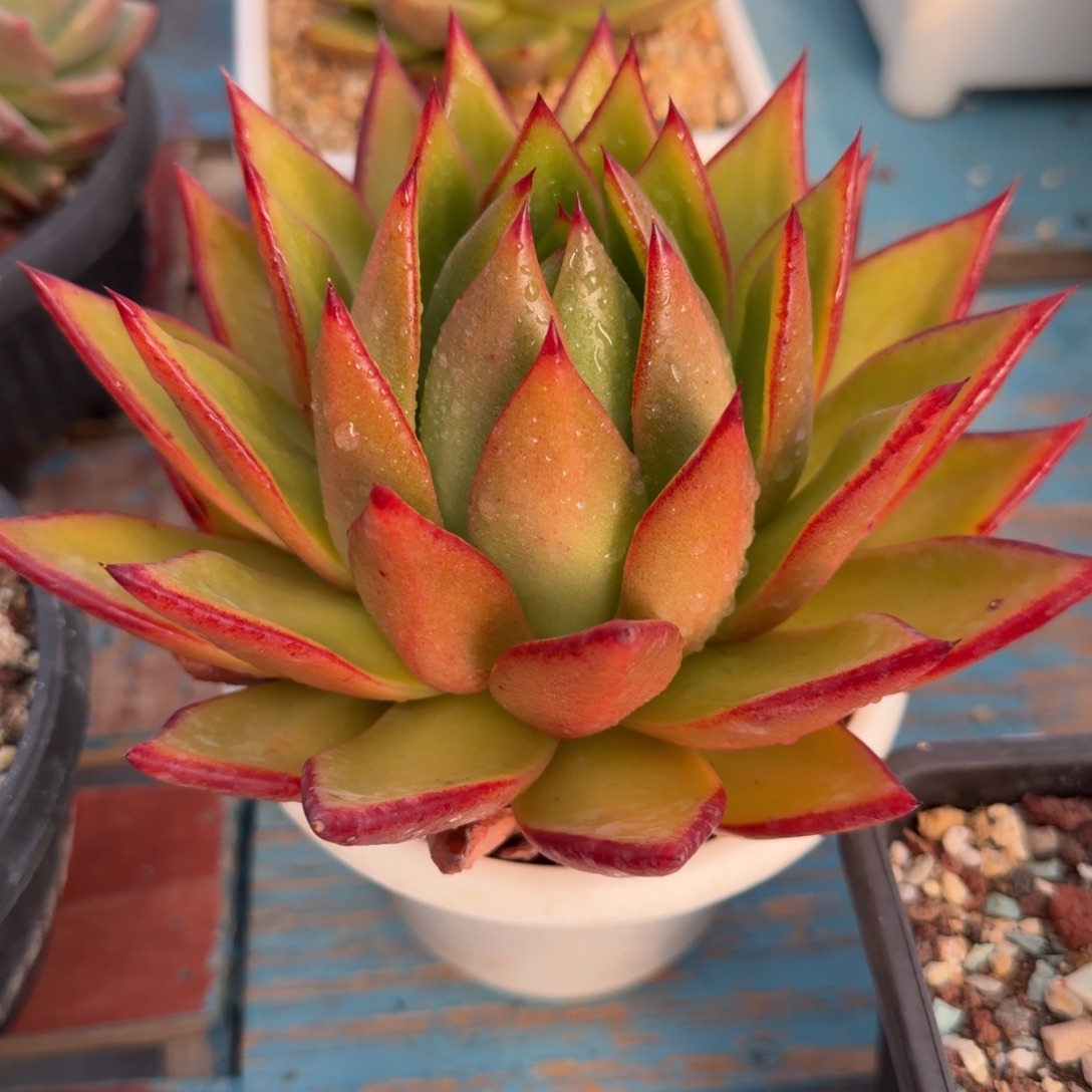 多肉植物一物一拍2