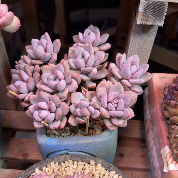 甄舞多肉植物xiazaikan