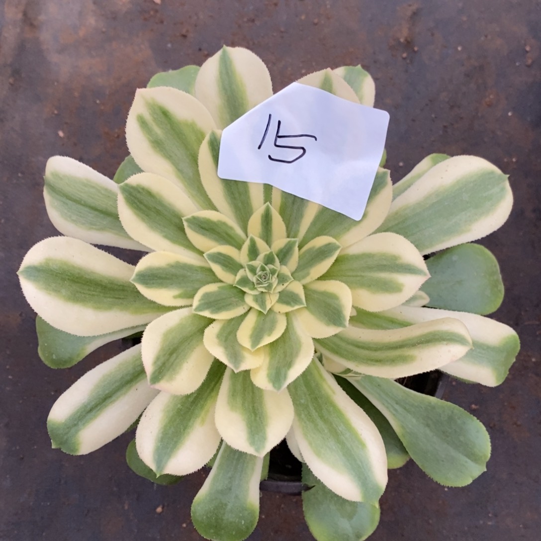 15辛尼亚15厘米满崽量拍多肉