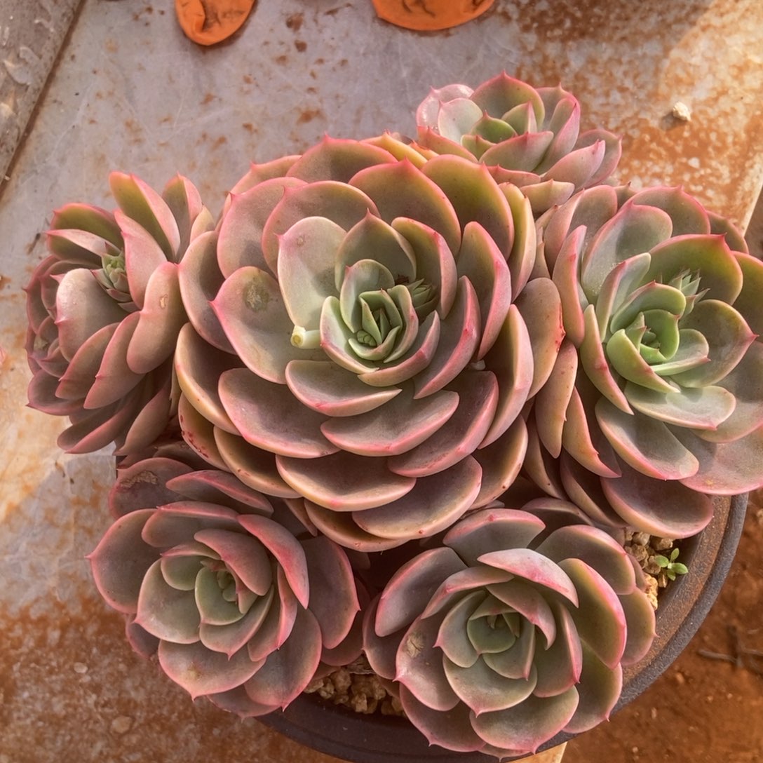 仓路的人多肉多肉