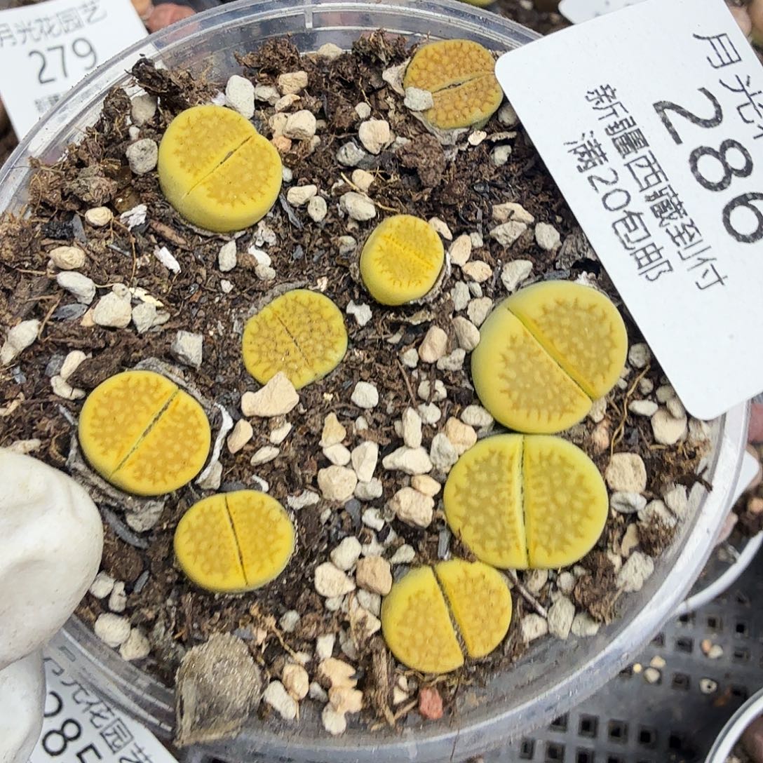 好喜欢看肖蘸在线采访286 