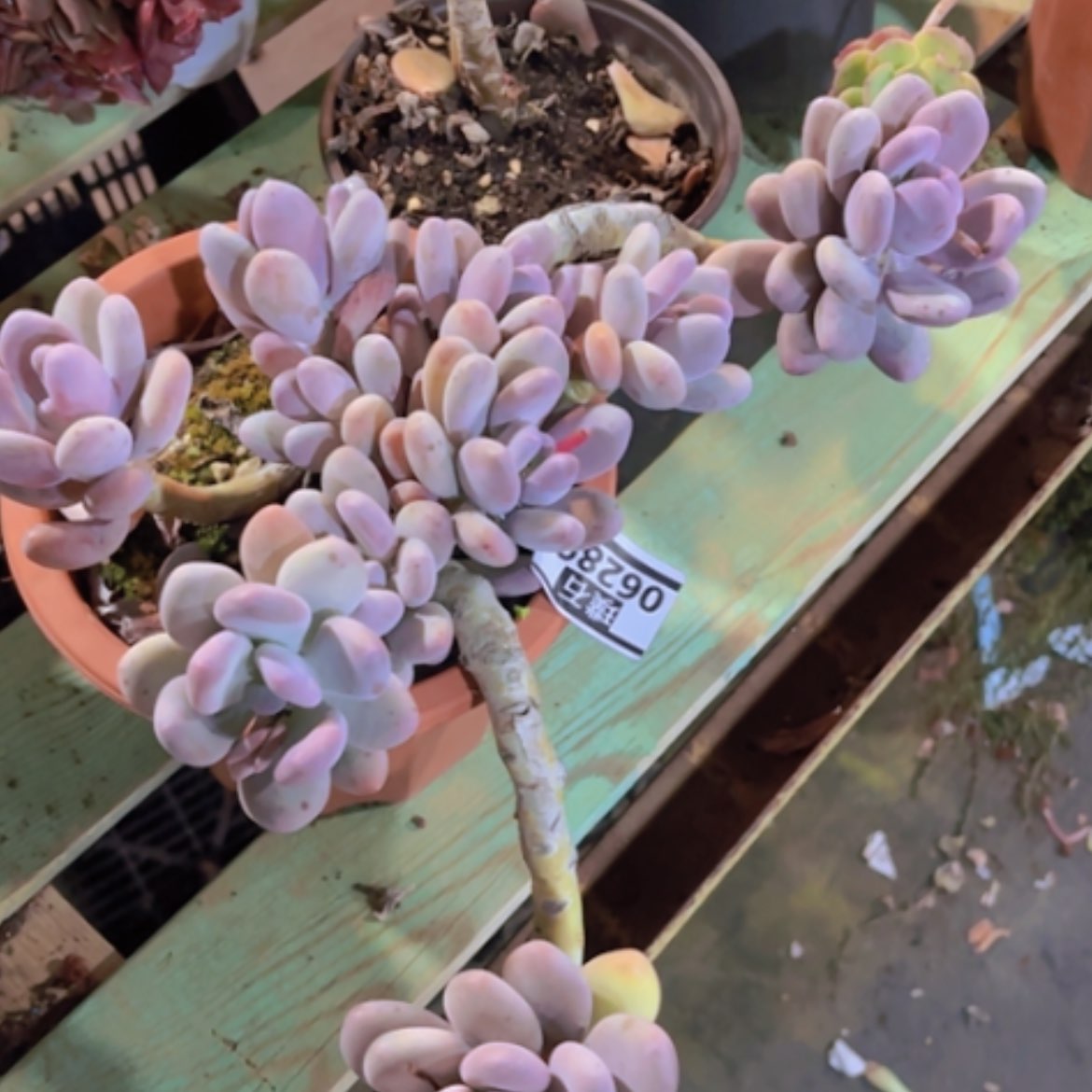 【闪购商品】蛋黄奶06289