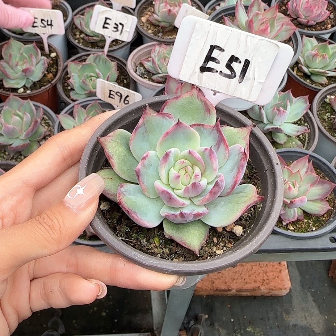 奶***甜惊鸿仙子E51多肉