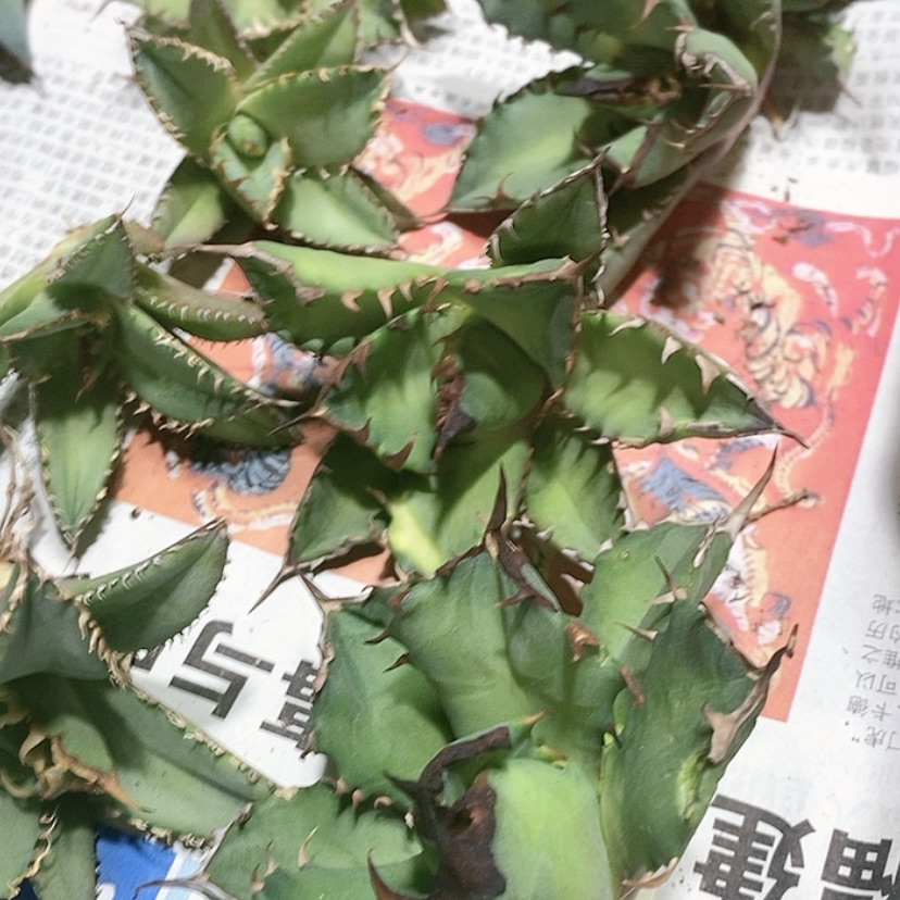 【闪购商品】姬仁顶呀