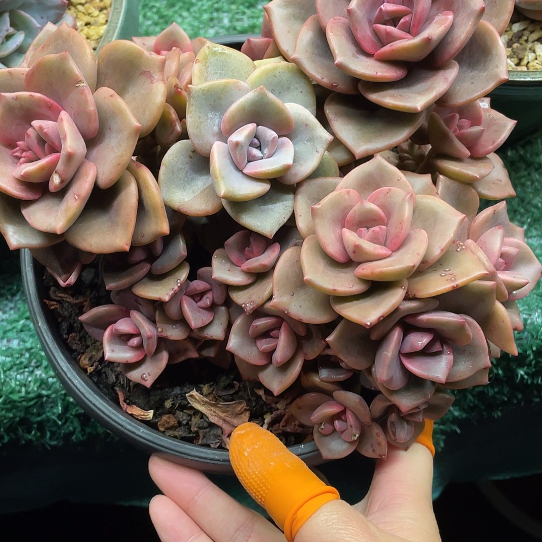 琉璃盏一物一拍28包邮非偏远