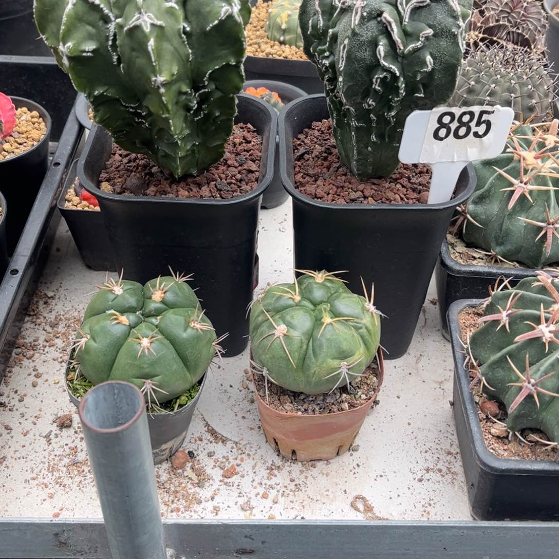 孜*仙人球一物一拍