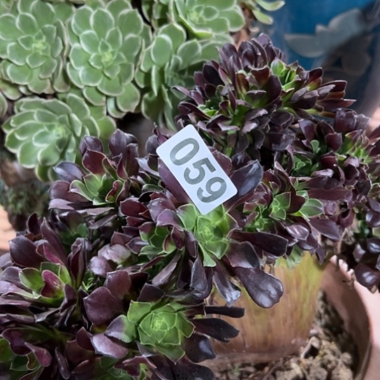 Z***Y多肉植物一个欧若拉059