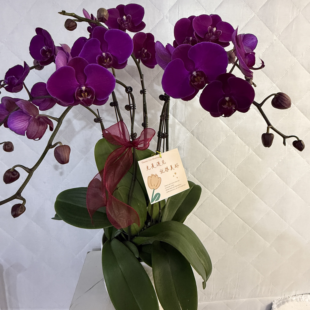 蝴蝶兰 《大辣椒》欧品高货 鲜花绿植 送人送礼 首选好花