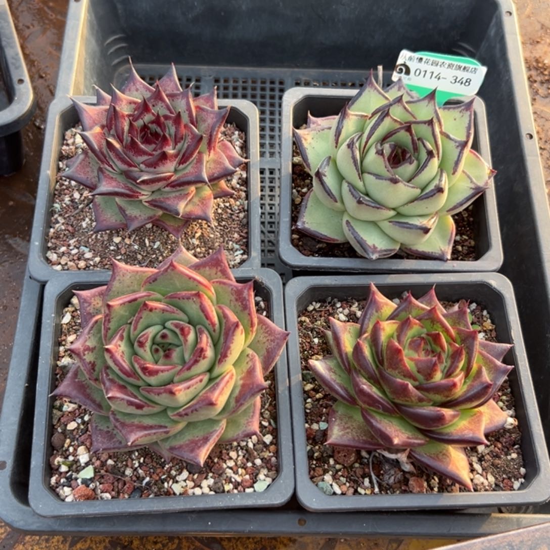 多肉精选编号0114.348