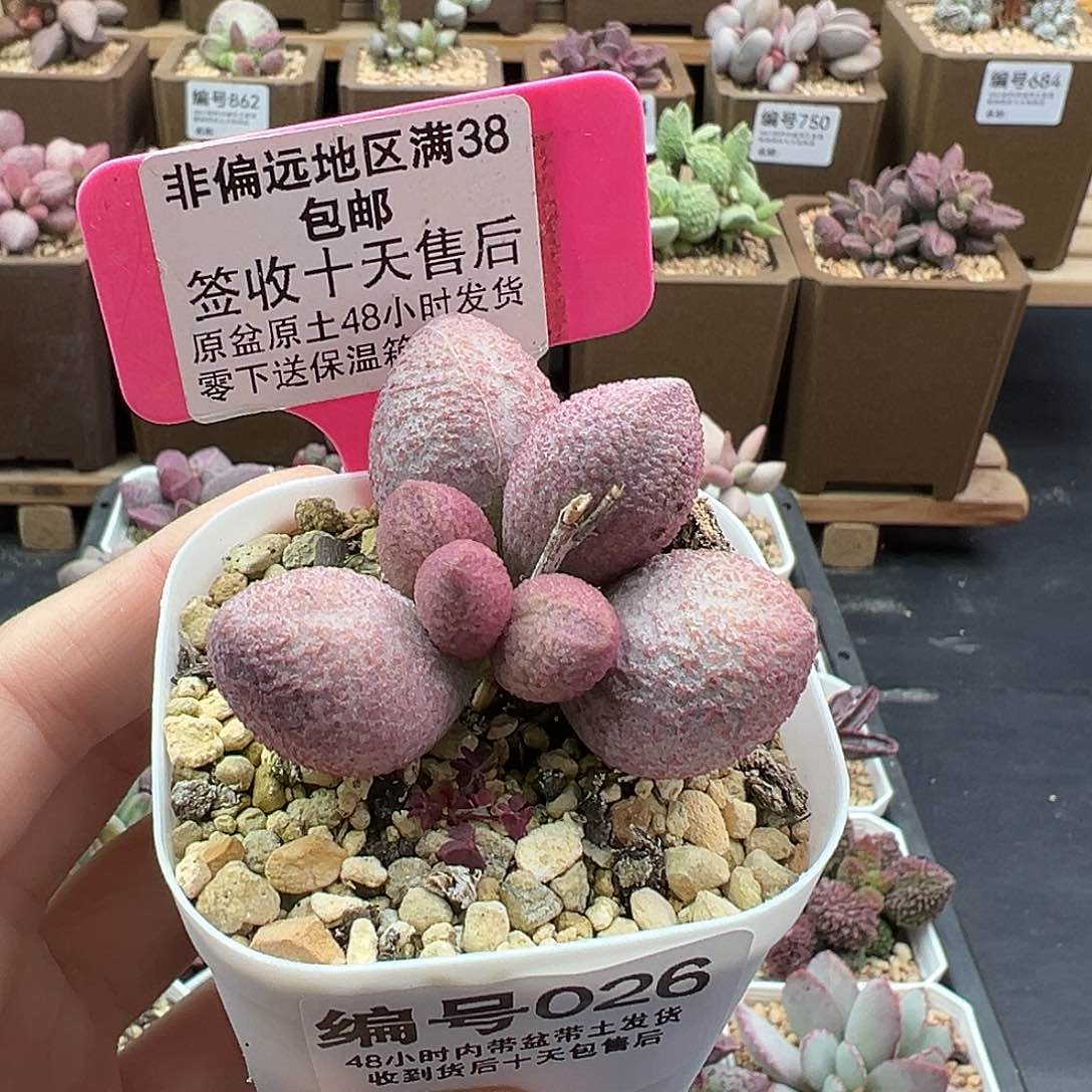 026服部多肉植物