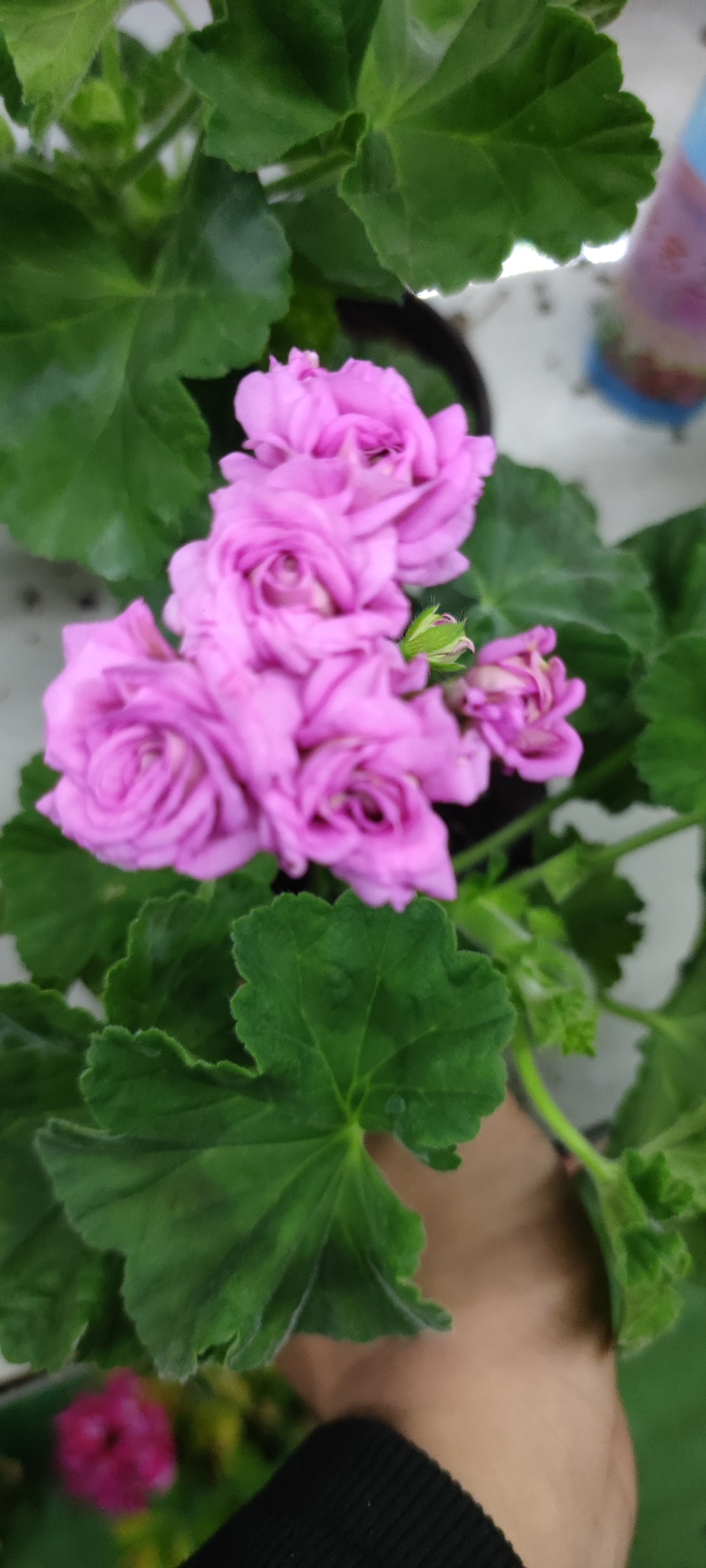 梅尔森2号直立系天竺葵