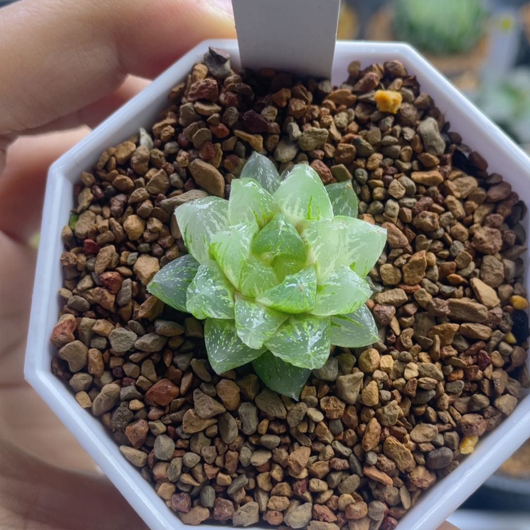 3.十二卷多肉雪花玉露锦。     