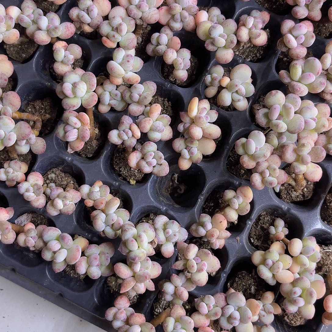 萤火虫两颗一组量拍111