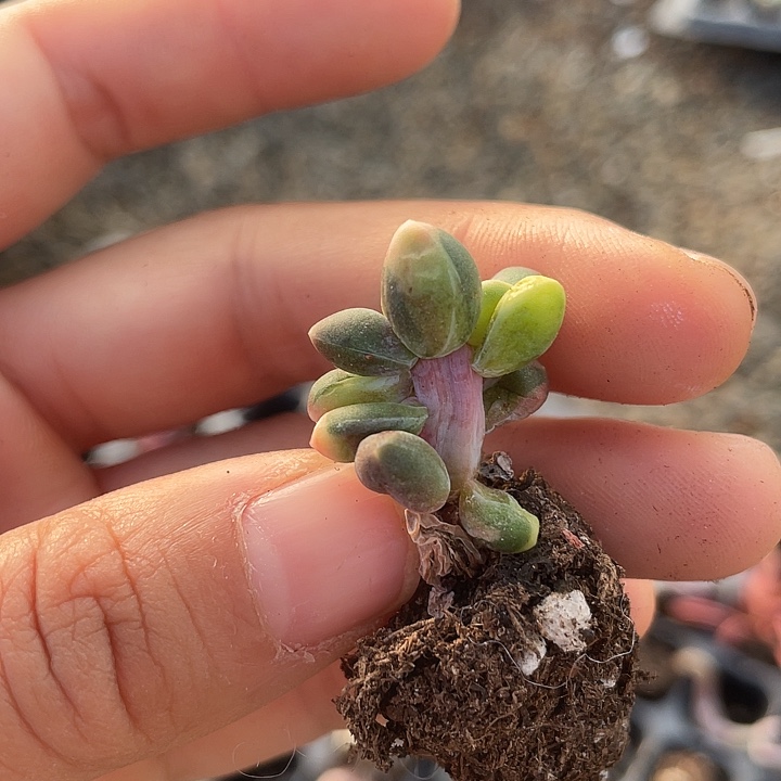 一我一拍满18包邮
