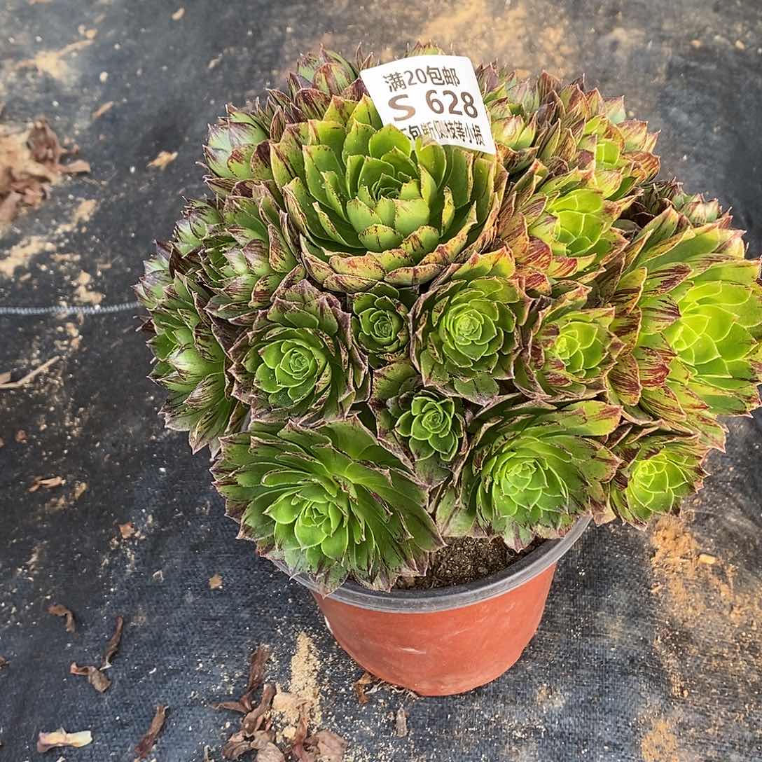 628绿魔多肉法师锦多肉