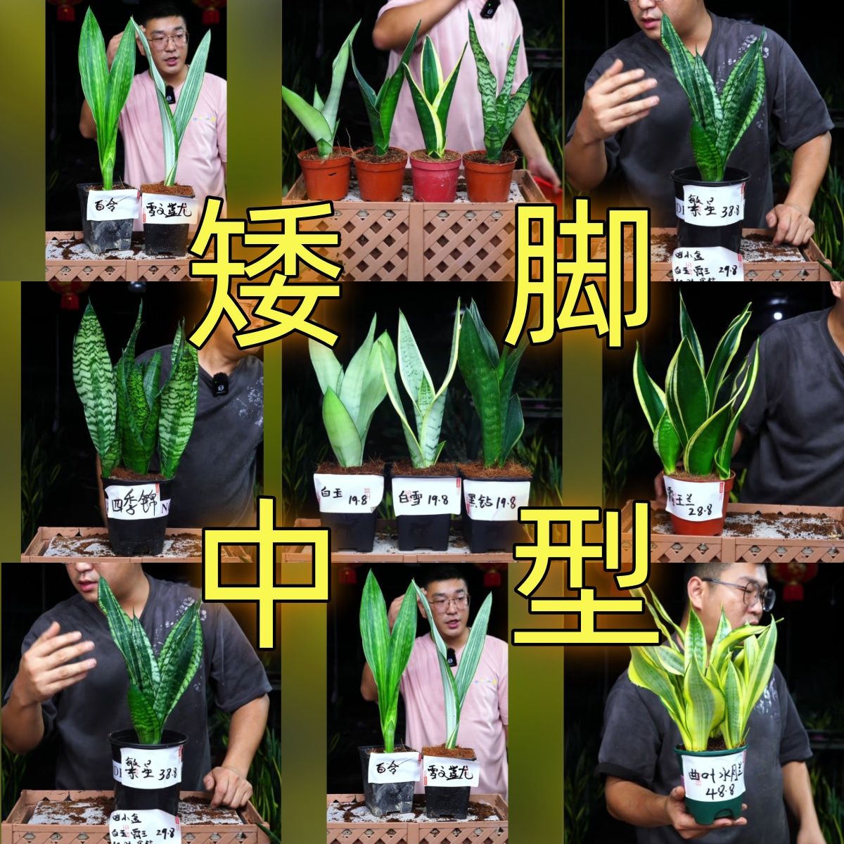 【矮脚中型品种】霸王兰金边白玉银脉虎皮兰