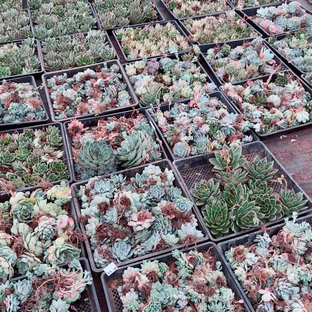 小的杂交混一箱子（不要东云）量拍24-44