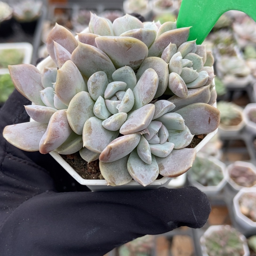 1910汉堡多肉植物