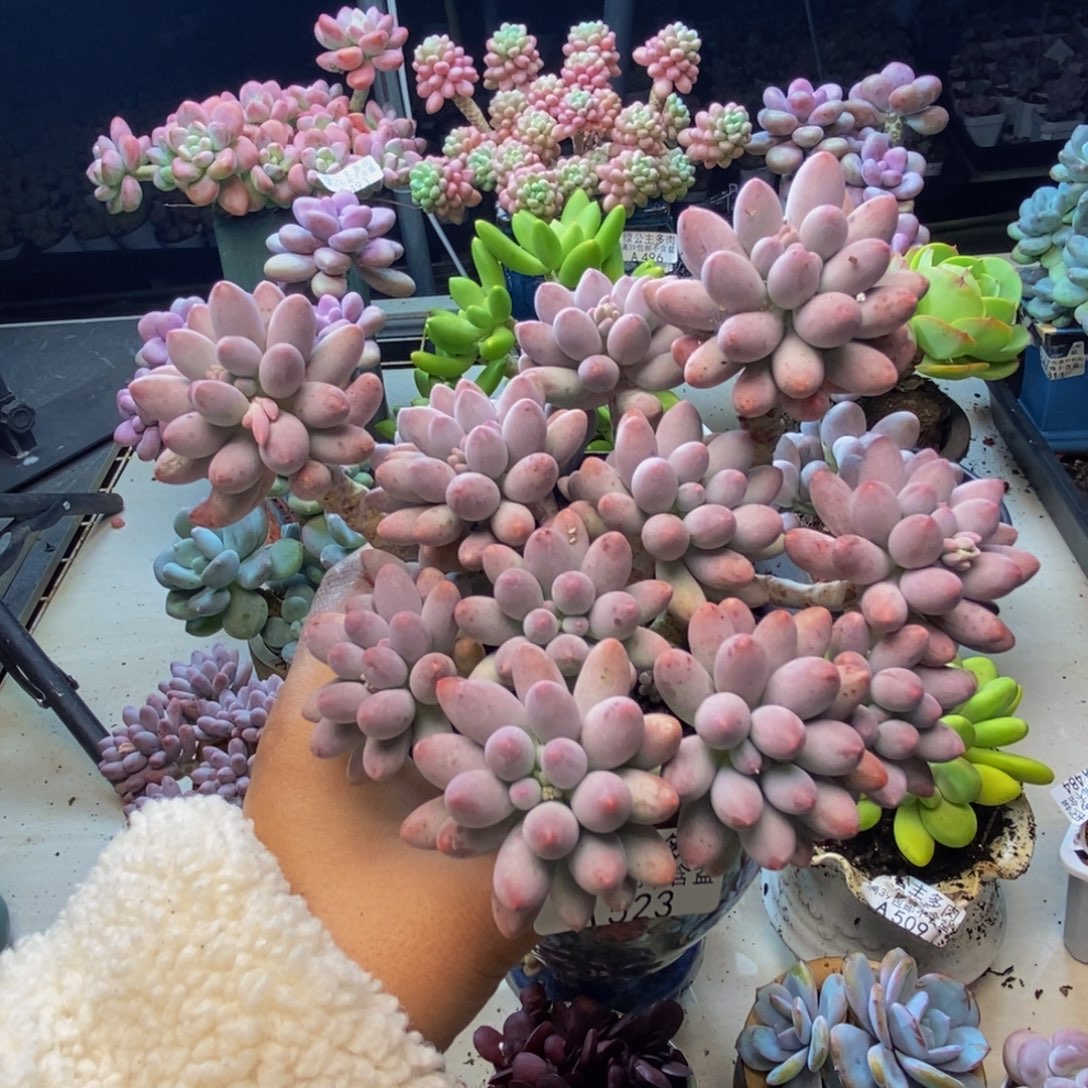 523婴儿手指多肉14cm