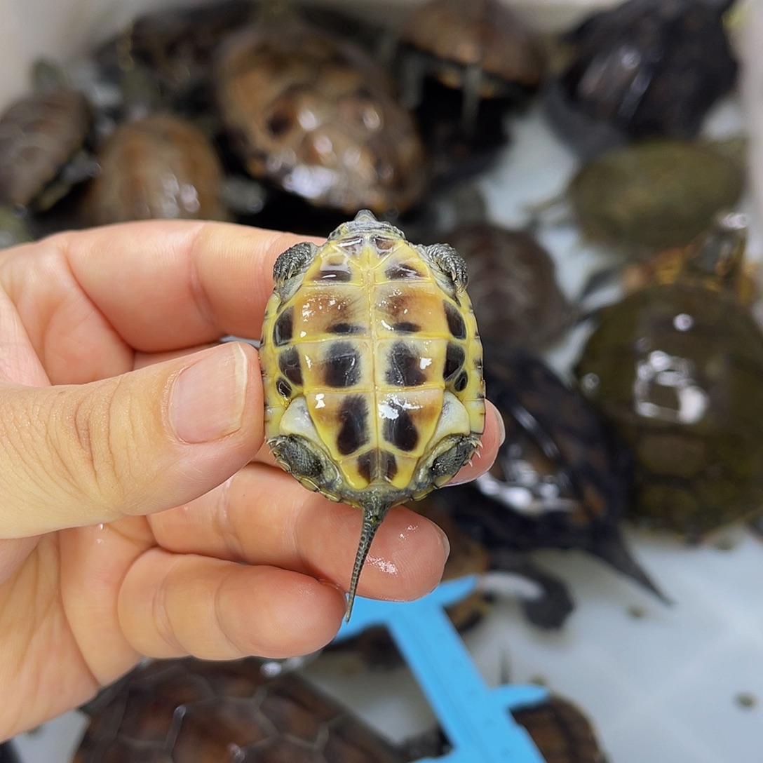 随***心中华草龟公母搭配