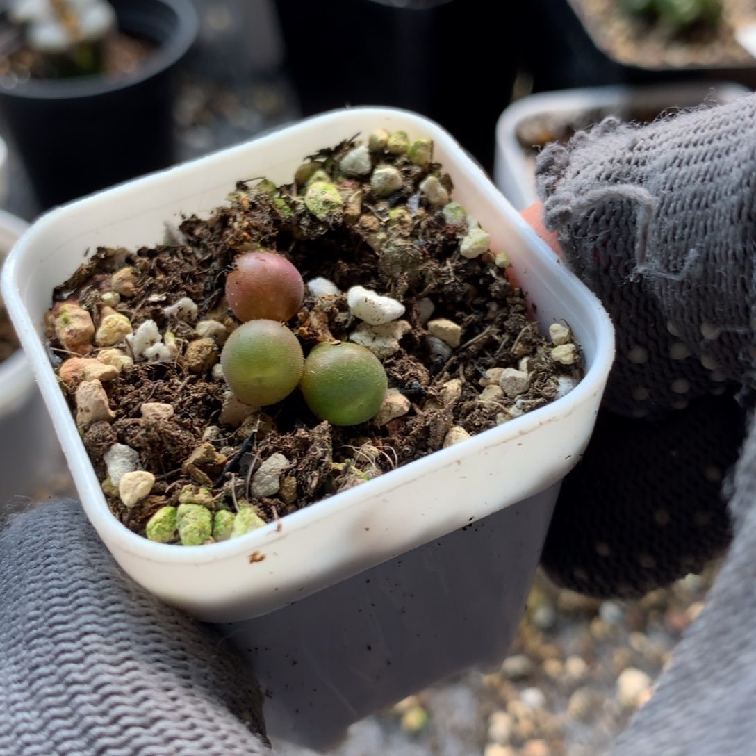 中***球197大眼睛空蝉0.5厘米