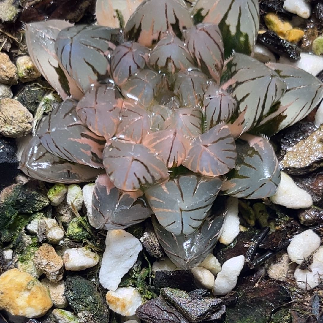 十二卷多肉植物0909霓虹灯