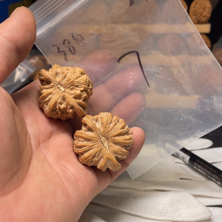 7***把件文玩核桃白狮子