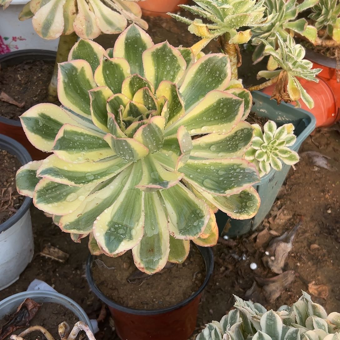 多肉植物燕姿老庄