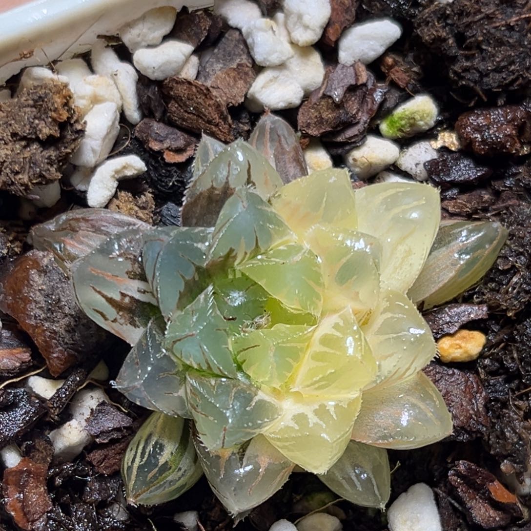 恭喜发财大吉大利783