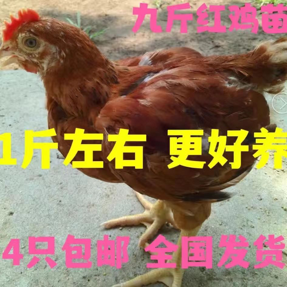 1斤九斤黄宠物鸡禽类活体九斤红小鸡包活到家