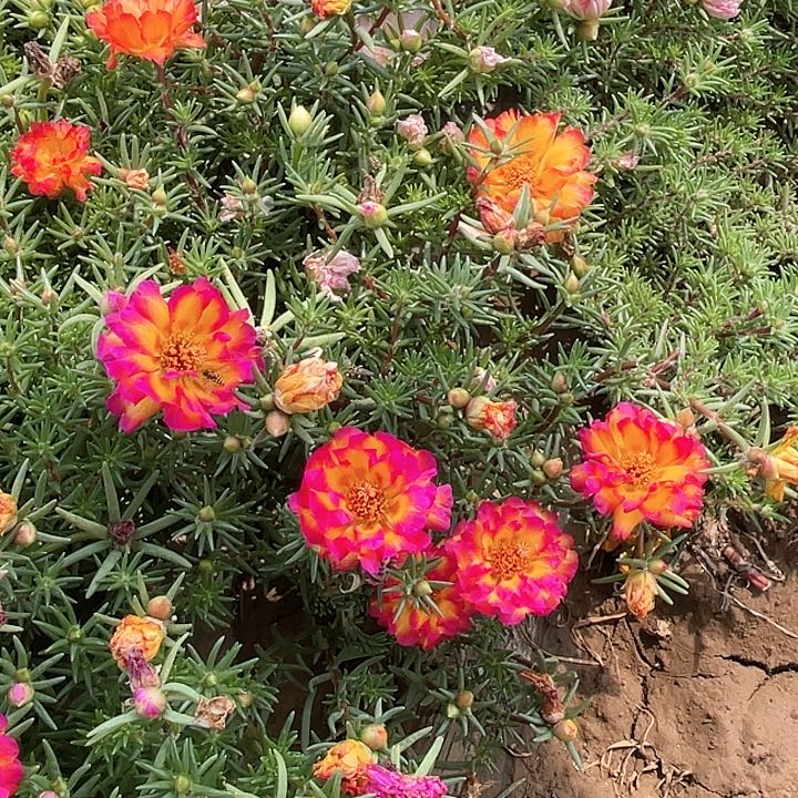 完全开放火焰系列