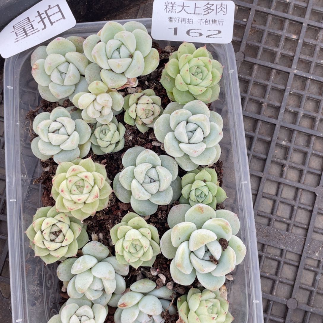 糕大上多肉植物162