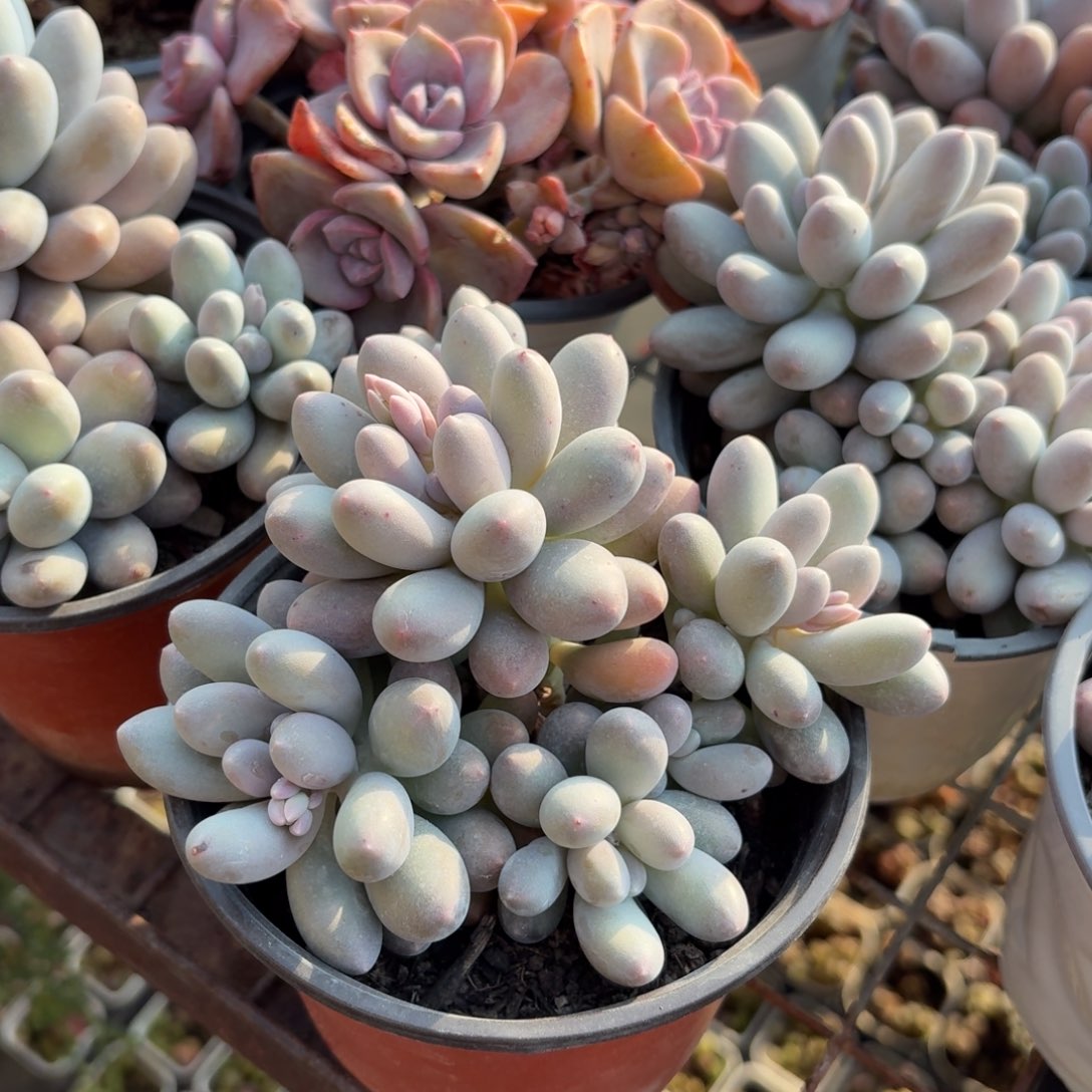 汤圆多肉整群11㎝盆特价