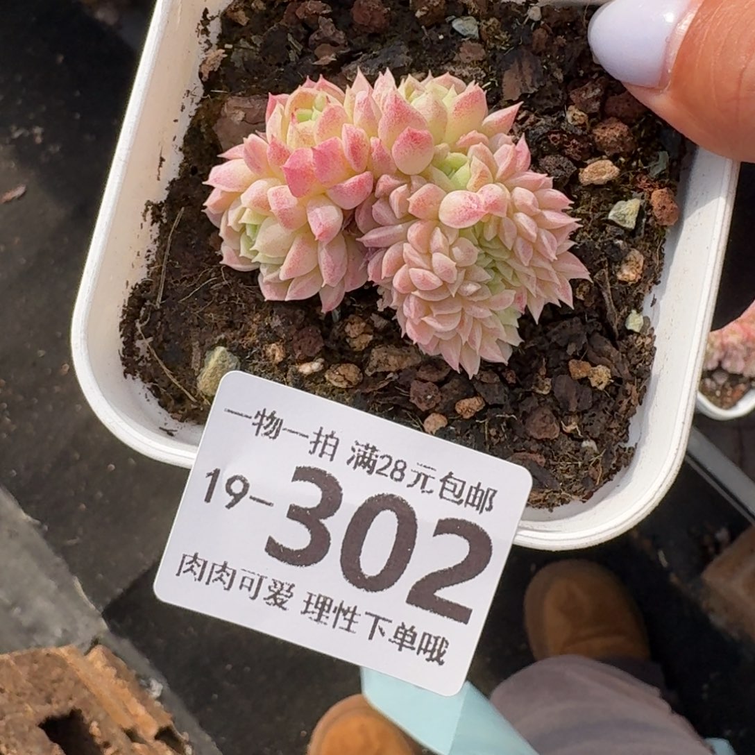 Z***F羊脂球缀无盆土发货