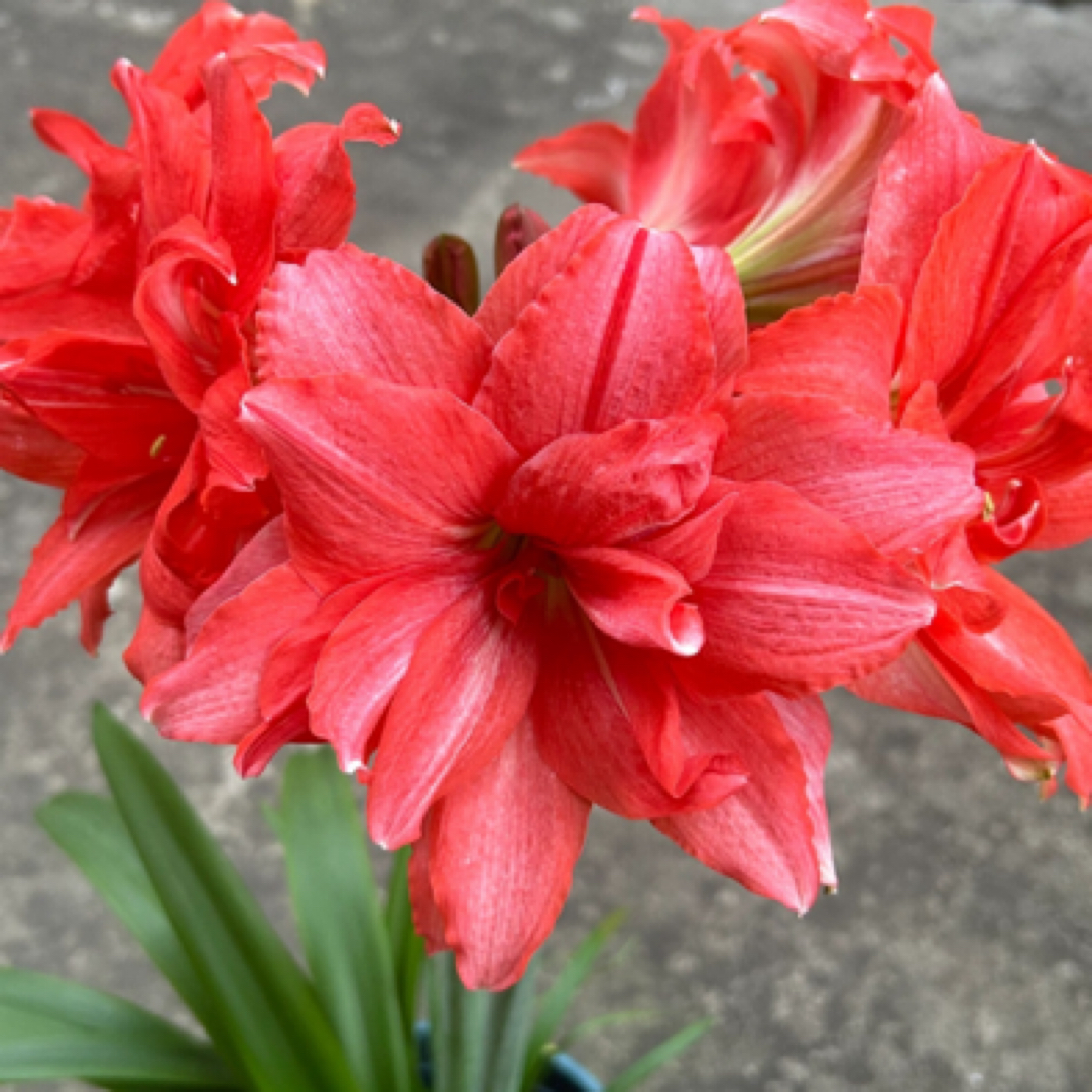 三颗芭蕾舞女裸球