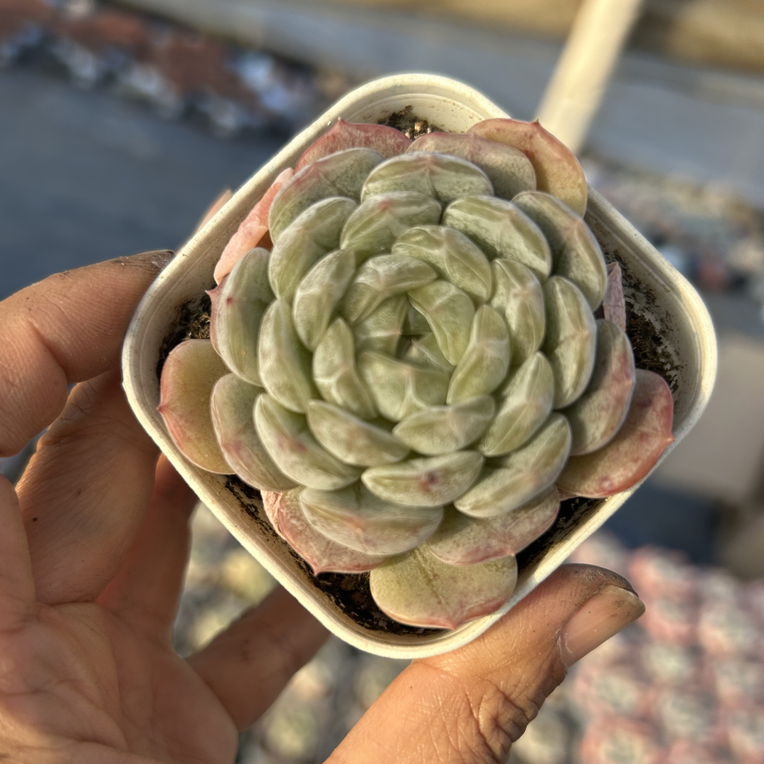 白色恋人多肉植物2盆    全场满16.8包邮，实物以直播展示为准