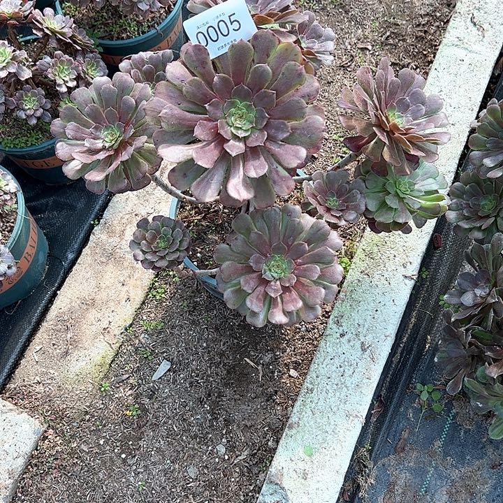 0005黑同多肉植物