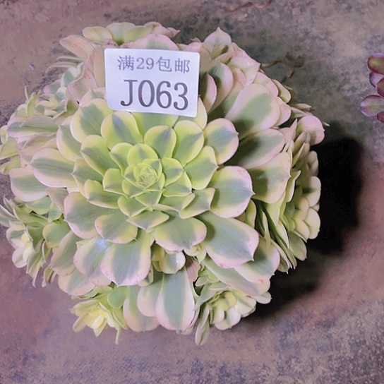 063绿豆沙多肉植物