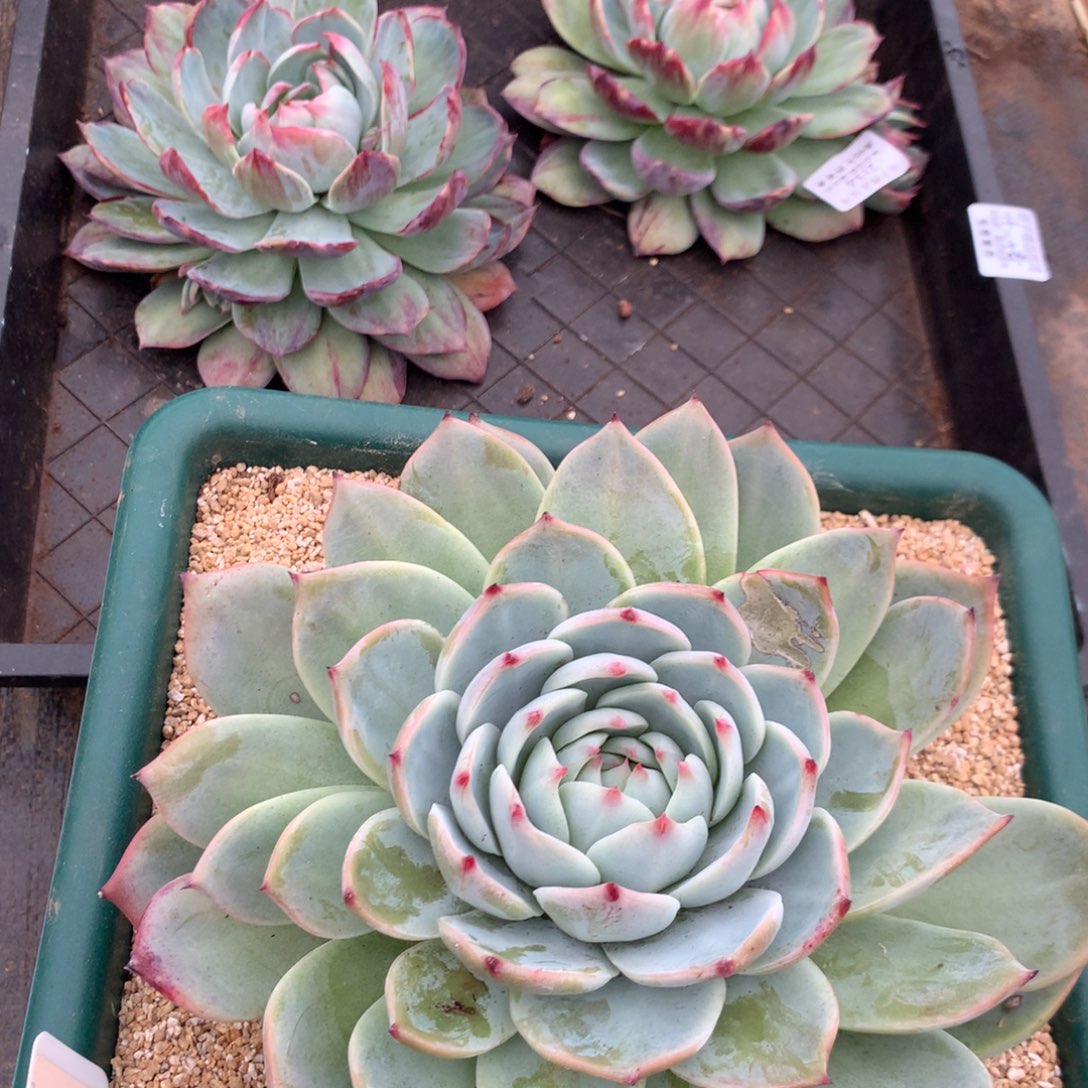 2134号多肉植物惊鸿2颗，1585号多肉植物惊鸿1颗